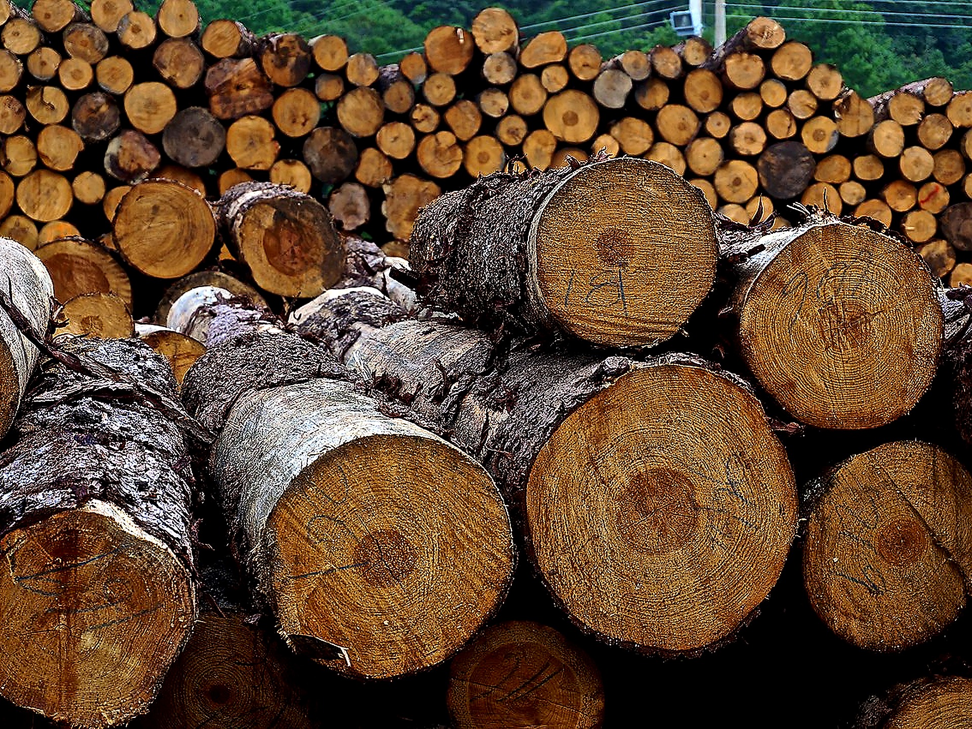 Stacked imported hardwood and softwood logs at Epic Woods